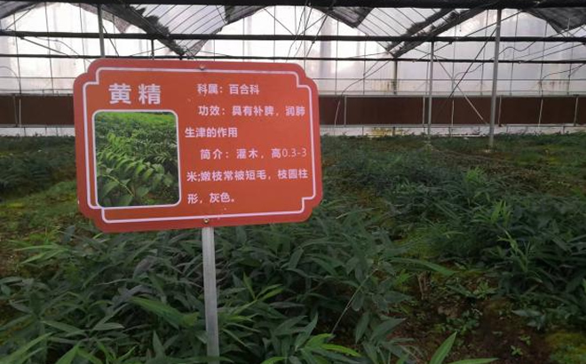 黄精种植基地