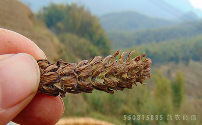 夏枯草(中药材)
