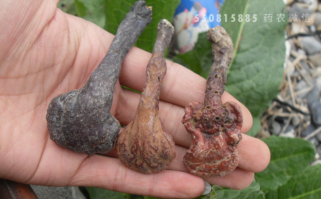 中药材灵芝