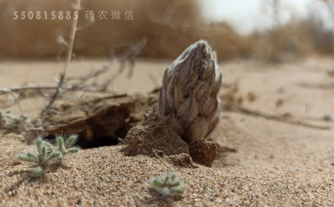 中药材肉苁蓉