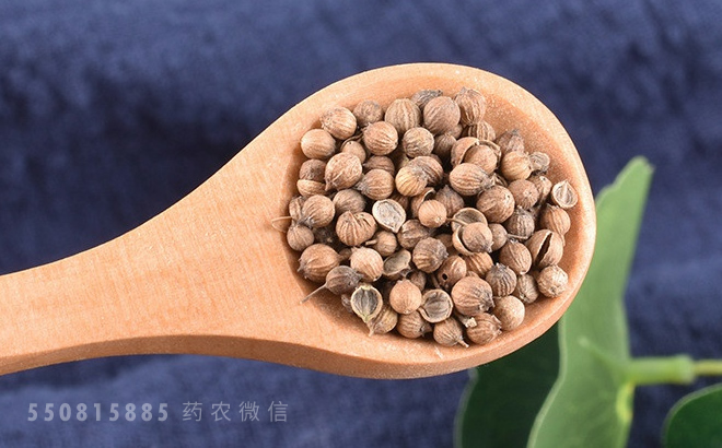 中药材芫荽