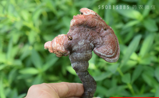 中药材灵芝
