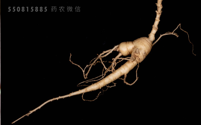 中药材人参