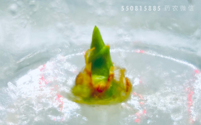 多花黄精组培