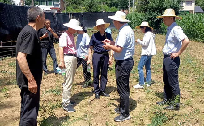 黄精种植基地