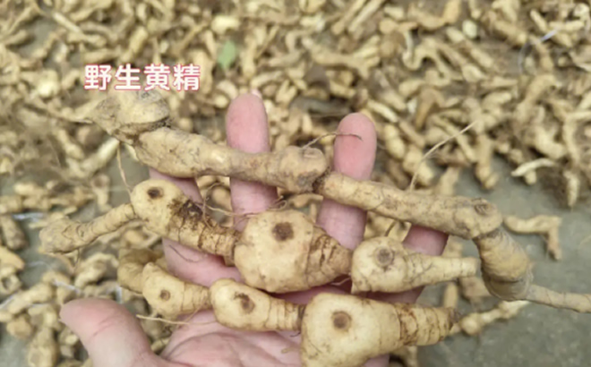 野生黄精