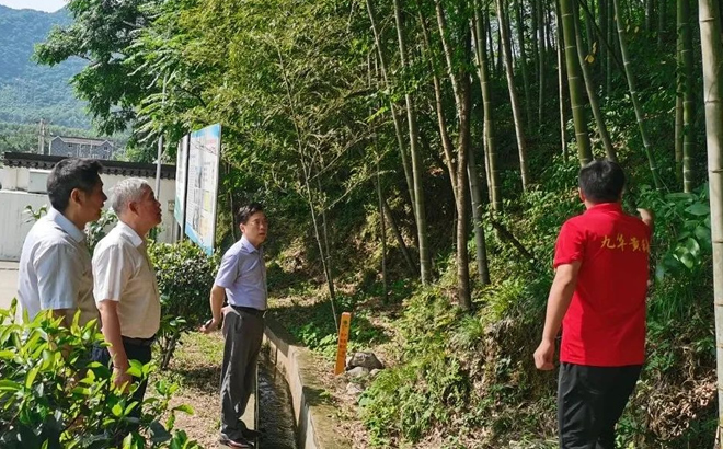 九华黄精林下种植示范基地