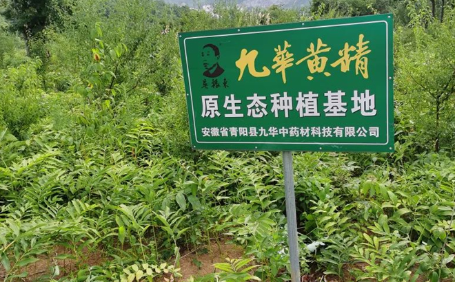 九华黄精种植基地