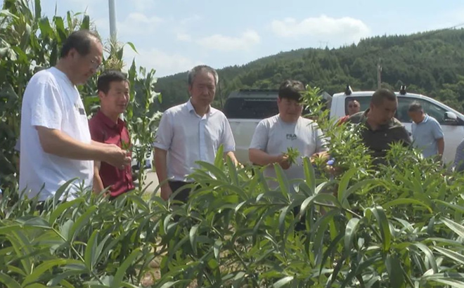 黄精种植基地