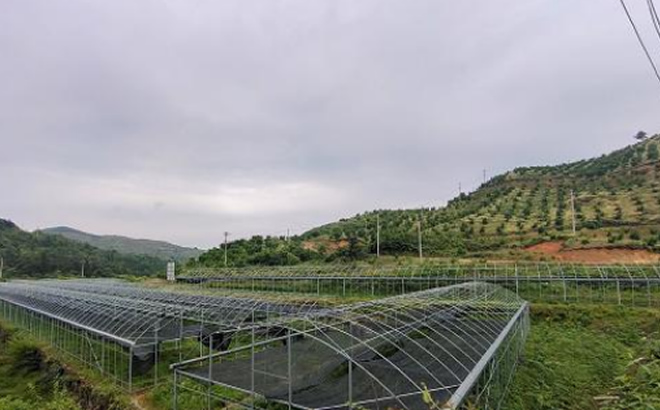 农业种植基地