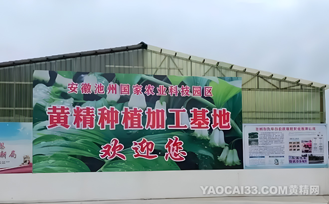 池州市九华府金莲智慧农业有限公司黄精种植加工基地